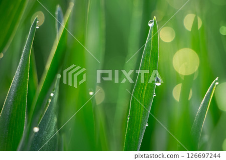 Barley young leaves Barley young leaves 126697244