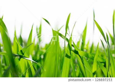 Barley young leaves 126697253