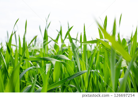 Barley young leaves 126697254