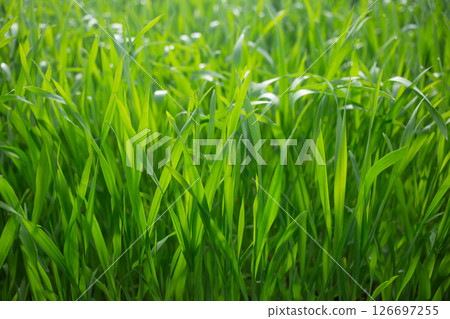 Barley young leaves 126697255