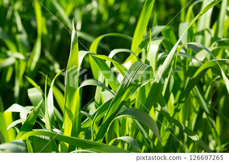 大麥幼葉 126697265