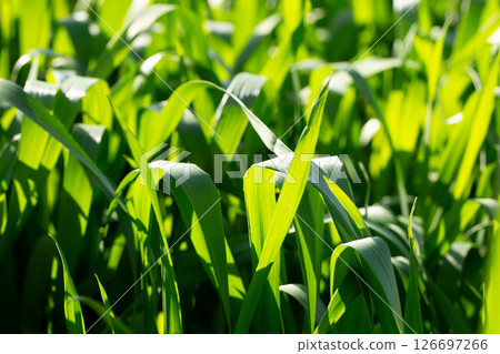 大麥幼葉 126697266