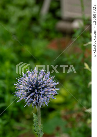 Purple blue thistle blooming in a summer garden Purple blue thistle blooming in a summer garden 126697328