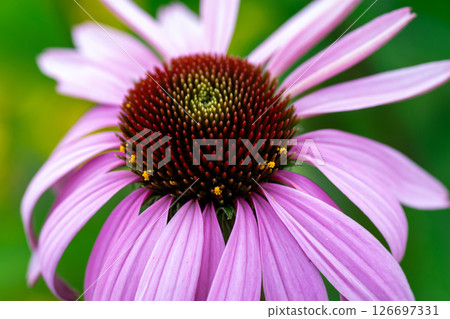 Murasaki Barangiku in full bloom 126697331