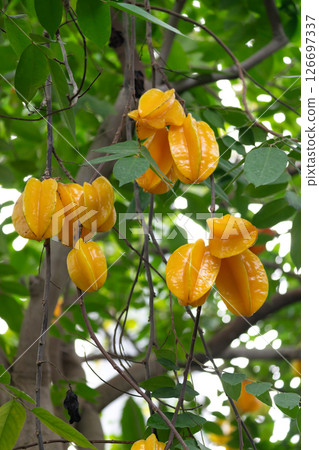 Carambola Tree 126697337
