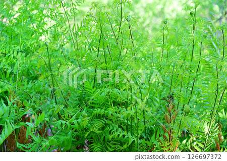 Fresh green fern clusters in Higashichichibu Village, Hanamomo no Sato 126697372