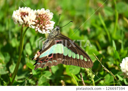 Spring image (Common Bluebottle) 126697394