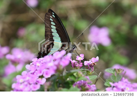 Spring image (Common Bluebottle) Spring image (Common Bluebottle) 126697398