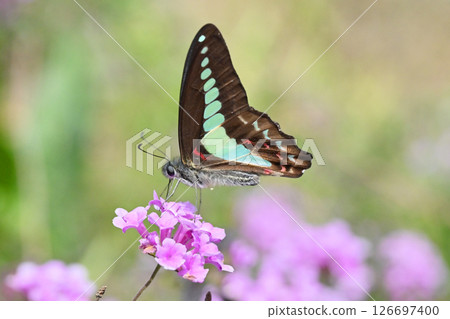 Spring image (Common Bluebottle) 126697400