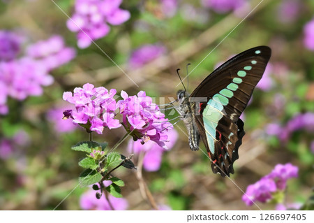 Spring image (Common Bluebottle) Spring image (Common Bluebottle) 126697405
