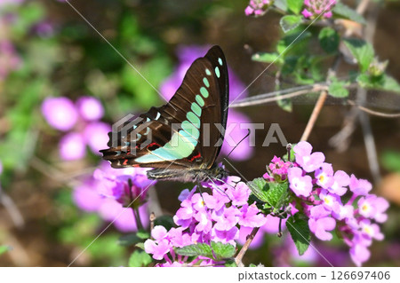 Spring image (Common Bluebottle) Spring image (Common Bluebottle) 126697406