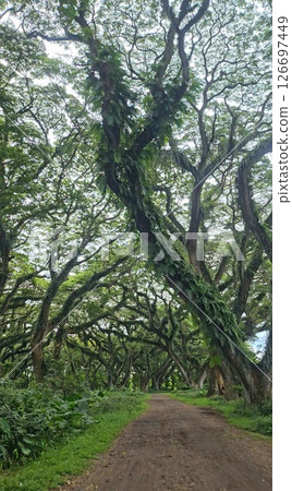 A picturesque avenue of towering trees creating a natural tunnel 126697449