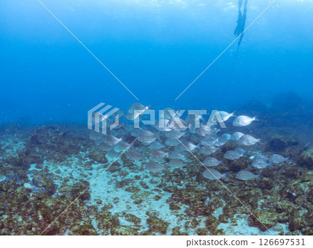 一群美麗的大型鯛魚(鯛科)和其他魚類。 Hirizohama Nakagi 南伊豆鎮 伊豆半島 靜岡縣 2024 一群美麗的大型鯛魚(鯛科)和其他魚類。 Hirizohama Nakagi 南伊豆鎮 伊豆半島 靜岡縣 2024 126697531