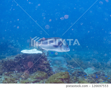 Big and beautiful sweetlips (family: grunt) and others. Hirizohama Nakagi Minamiizu Town Izu Peninsula Shizuoka Prefecture 2024 Big and beautiful sweetlips (family: grunt) and others. Hirizohama Nakagi Minamiizu Town Izu Peninsula Shizuoka Prefecture 2024 126697553