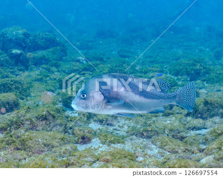 Big and beautiful sweetlips (family: grunt) and others. Hirizohama Nakagi Minamiizu Town Izu Peninsula Shizuoka Prefecture 2024 Big and beautiful sweetlips (family: grunt) and others. Hirizohama Nakagi Minamiizu Town Izu Peninsula Shizuoka Prefecture 2024 126697554