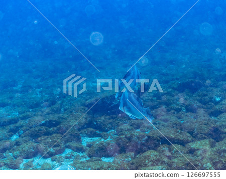 Big and beautiful sweetlips (family: grunt) and others. Hirizohama Nakagi Minamiizu Town Izu Peninsula Shizuoka Prefecture 2024 126697555