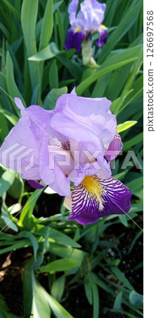 Purple Iris In Full Bloom Purple Iris In Full Bloom 126697568