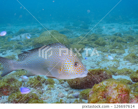 成群的黃尾魚、藍綠色雀鯛和其他魚類。 Hirizohama Nakagi 南伊豆鎮 伊豆半島 靜岡縣 2024 126697614