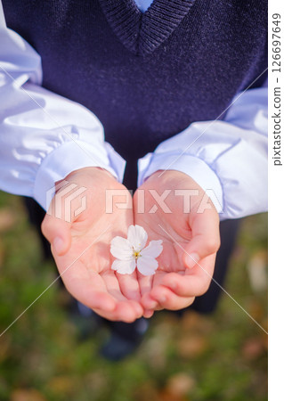 Girl holding cherry blossom petals in her hands, elementary school student 126697649