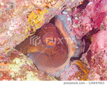 A big beautiful ringed octopus hiding among the rocks. Nakagi Hirizo Beach, Minamiizu-cho, Kamo-gun, Izu Peninsula, Shizuoka Prefecture 2024 A big beautiful ringed octopus hiding among the rocks. Nakagi Hirizo Beach, Minamiizu-cho, Kamo-gun, Izu Peninsula, Shizuoka Prefecture 2024 126697663