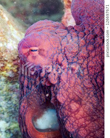 A big beautiful ringed octopus hiding among the rocks. Nakagi Hirizo Beach, Minamiizu-cho, Kamo-gun, Izu Peninsula, Shizuoka Prefecture 2024 126697671