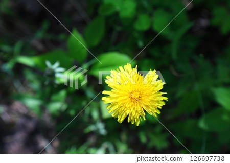 dandelion on a green background dandelion on a green background 126697738