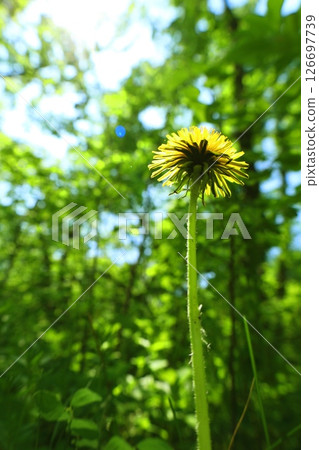 dandelion on a green background 126697739