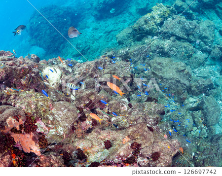 A school of goldfish anthias, blue-green damselfish and others, Hirizohama Nakagi Minamiizu Town, Izu Peninsula, Shizuoka Prefecture, 2024 126697742