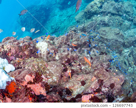 A school of goldfish anthias, blue-green damselfish and others, Hirizohama Nakagi Minamiizu Town, Izu Peninsula, Shizuoka Prefecture, 2024 A school of goldfish anthias, blue-green damselfish and others, Hirizohama Nakagi Minamiizu Town, Izu Peninsula, Shizuoka Prefecture, 2024 126697743