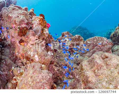 A school of goldfish anthias, blue-green damselfish and others, Hirizohama Nakagi Minamiizu Town, Izu Peninsula, Shizuoka Prefecture, 2024 A school of goldfish anthias, blue-green damselfish and others, Hirizohama Nakagi Minamiizu Town, Izu Peninsula, Shizuoka Prefecture, 2024 126697744