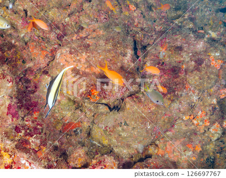 A school of goldfish anthias, moorish idols and other fish, Hirizohama Nakagi Minamiizu Town, Izu Peninsula, Shizuoka Prefecture, 2024 A school of goldfish anthias, moorish idols and other fish, Hirizohama Nakagi Minamiizu Town, Izu Peninsula, Shizuoka Prefecture, 2024 126697767