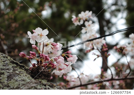 The expression of the cherry blossom buds and flowers blooming softly 126697784