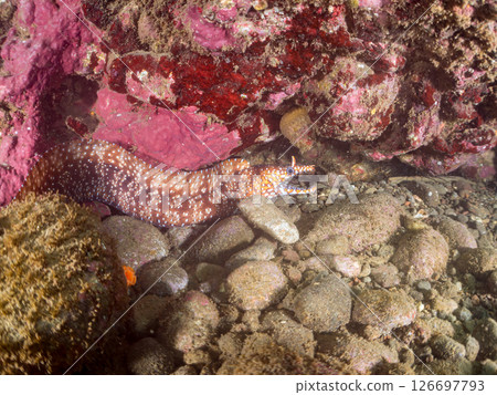 A large and beautiful moray eel in an underwater cave, Nakagi Hirizo Beach, Minamiizu-cho, Kamo-gun, Izu Peninsula, Shizuoka Prefecture, 2024 126697793