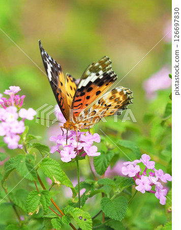 Indian Fritillary Indian Fritillary 126697830