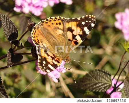Indian Fritillary 126697838