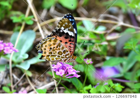 印度貝母 印度貝母 126697848