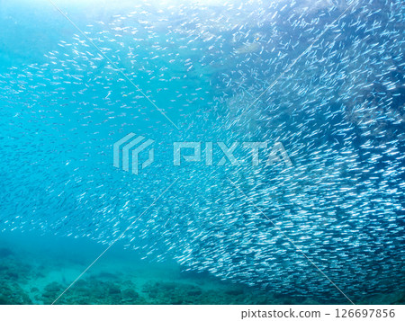 一大群美麗的銀紋圓鯡魚（Clupeidae）和其他魚類。 Hirizohama Nakagi 南伊豆鎮 伊豆半島 靜岡縣 2024 126697856