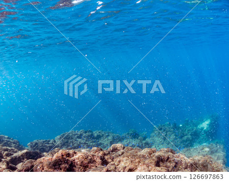 一大群美麗的銀紋圓鯡魚(Clupeidae)和其他魚類。 Hirizohama Nakagi 南伊豆鎮 伊豆半島 靜岡縣 2024 一大群美麗的銀紋圓鯡魚(Clupeidae)和其他魚類。 Hirizohama Nakagi 南伊豆鎮 伊豆半島 靜岡縣 2024 126697863