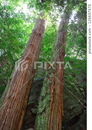 Tokushima Prefecture's Namikiri Fudoson Shrine's Tomyo Cedar Tokushima Prefecture's Namikiri Fudoson Shrine's Tomyo Cedar 126697878