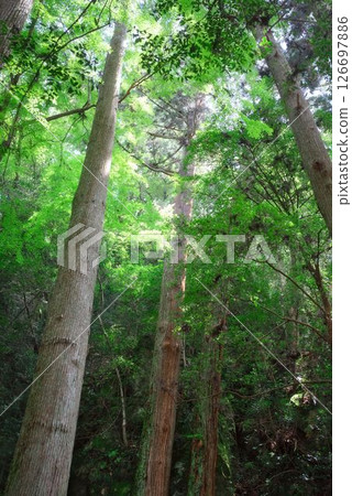 Namikiri Fudoson in Tokushima Prefecture 126697886