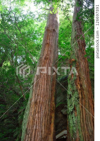德島縣並切不動尊神社的東明杉 德島縣並切不動尊神社的東明杉 126697891