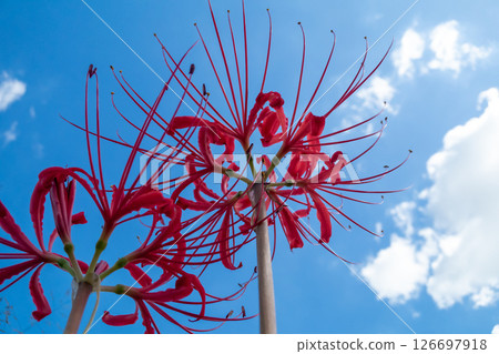A cluster amaryllis that shines in the blue sky 126697918