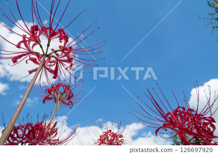A cluster amaryllis that shines in the blue sky 126697920