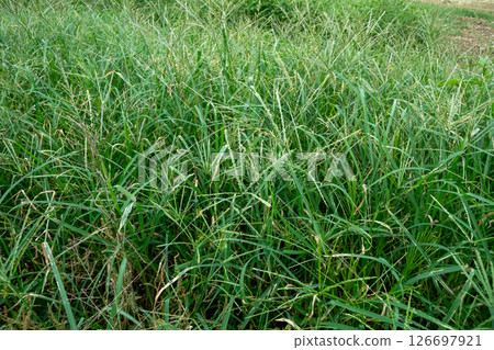 Overgrown with weeds 126697921