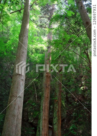 Namikiri Fudoson in Tokushima Prefecture 126697931