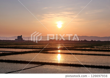五月清晨陽光照耀下的稻田 五月清晨陽光照耀下的稻田 126697938