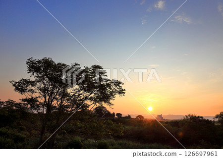 Rice fields illuminated by the morning sun in May 126697961