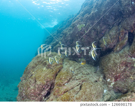 A flock of beautiful Moorish idols (Moorishidae family). Hirizohama Nakagi Minamiizu Town Izu Peninsula Shizuoka Prefecture 2024 A flock of beautiful Moorish idols (Moorishidae family). Hirizohama Nakagi Minamiizu Town Izu Peninsula Shizuoka Prefecture 2024 126698178