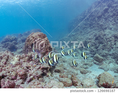 A flock of beautiful Moorish idols (Moorishidae family). Hirizohama Nakagi Minamiizu Town Izu Peninsula Shizuoka Prefecture 2024 126698187