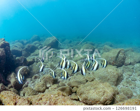 A flock of beautiful Moorish idols (Moorishidae family). Hirizohama Nakagi Minamiizu Town Izu Peninsula Shizuoka Prefecture 2024 A flock of beautiful Moorish idols (Moorishidae family). Hirizohama Nakagi Minamiizu Town Izu Peninsula Shizuoka Prefecture 2024 126698191